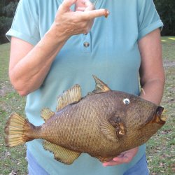 16 inch Dried Triggerfish Mount with Hanger 