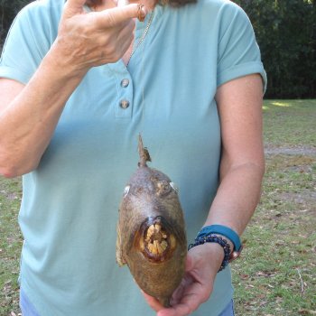 16 inch Dried Triggerfish Mount with Hanger 