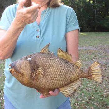 16 inch Dried Triggerfish Mount with Hanger 