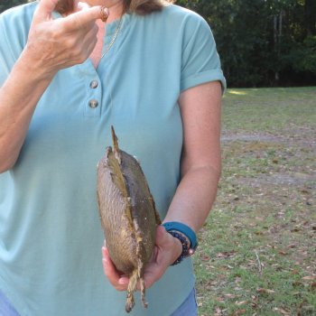 16 inch Dried Triggerfish Mount with Hanger 