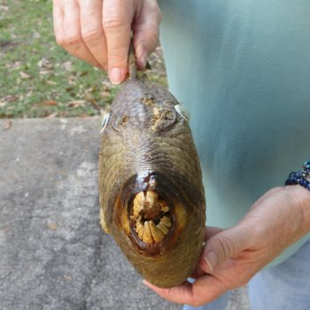 16 inch Dried Triggerfish Mount with Hanger 