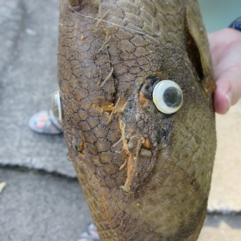 16 inch Dried Triggerfish Mount with Hanger 