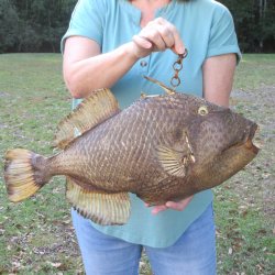 21 inch Dried Triggerfish Mount with Hanger 