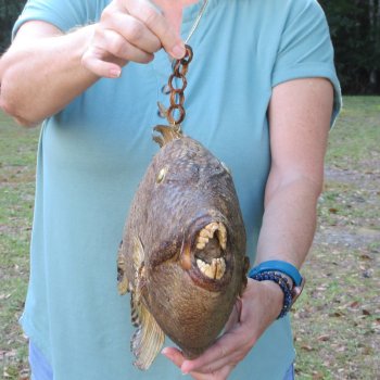 21 inch Dried Triggerfish Mount with Hanger 