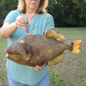 21 inch Dried Triggerfish Mount with Hanger 