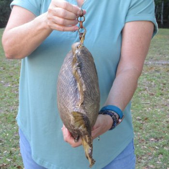 21 inch Dried Triggerfish Mount with Hanger 