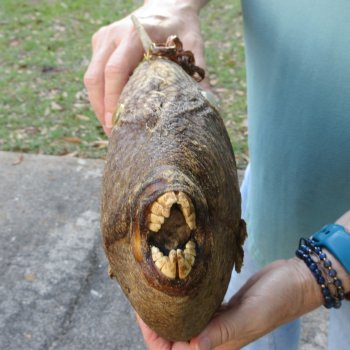 21 inch Dried Triggerfish Mount with Hanger 