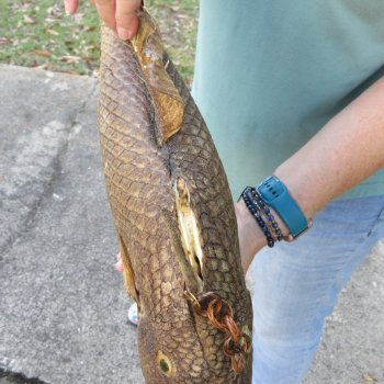 21 inch Dried Triggerfish Mount with Hanger 