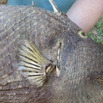 21 inch Dried Triggerfish Mount with Hanger 