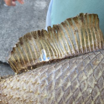 21 inch Dried Triggerfish Mount with Hanger 