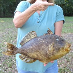 20 inch Dried Triggerfish Mount with Hanger 