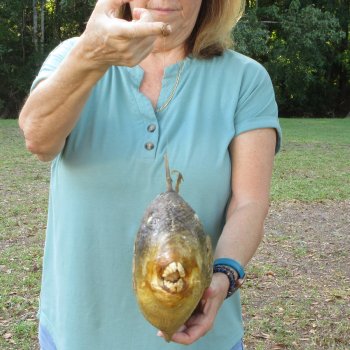 20 inch Dried Triggerfish Mount with Hanger 