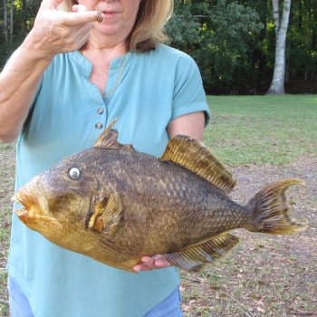 20 inch Dried Triggerfish Mount with Hanger 