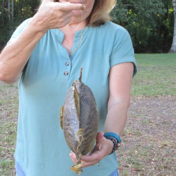 20 inch Dried Triggerfish Mount with Hanger 