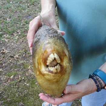 20 inch Dried Triggerfish Mount with Hanger 