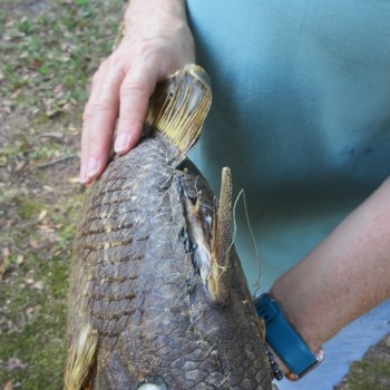 20 inch Dried Triggerfish Mount with Hanger 