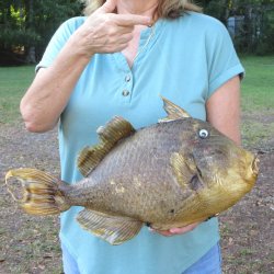 19 inch Dried Triggerfish Mount with Hanger 