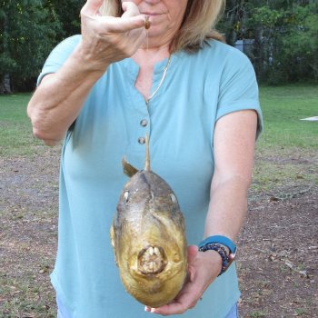 19 inch Dried Triggerfish Mount with Hanger 