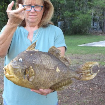 19 inch Dried Triggerfish Mount with Hanger 