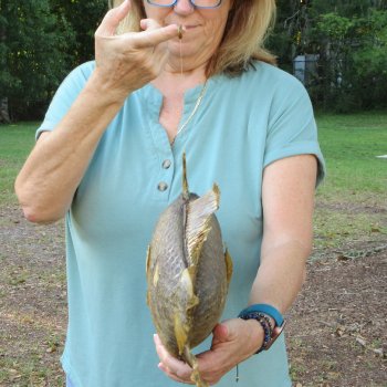 19 inch Dried Triggerfish Mount with Hanger 