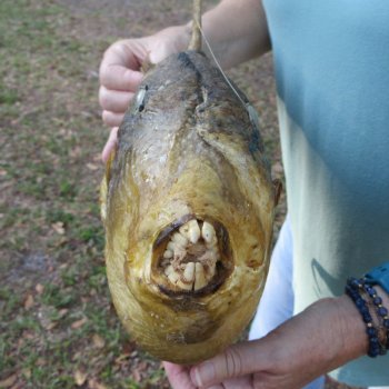 19 inch Dried Triggerfish Mount with Hanger 