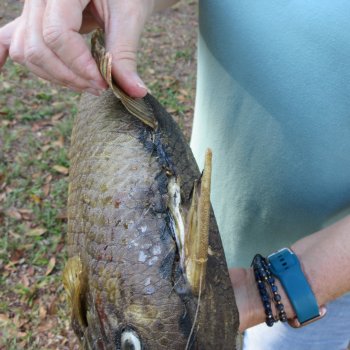 19 inch Dried Triggerfish Mount with Hanger 
