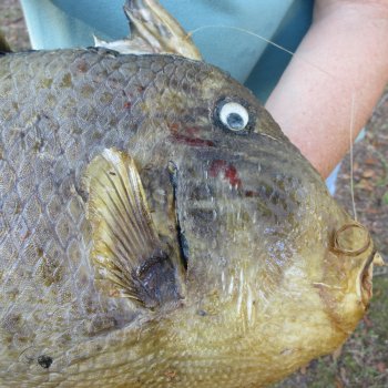 19 inch Dried Triggerfish Mount with Hanger 