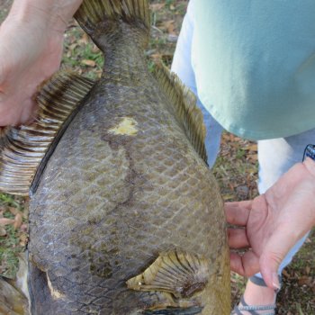 19 inch Dried Triggerfish Mount with Hanger 