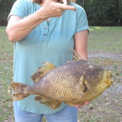 20 inch Dried Triggerfish Mount with Hanger 