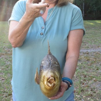 20 inch Dried Triggerfish Mount with Hanger 