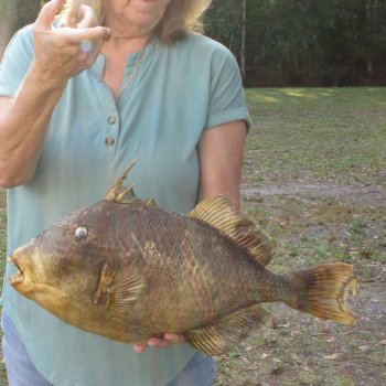 20 inch Dried Triggerfish Mount with Hanger 