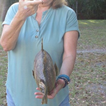 20 inch Dried Triggerfish Mount with Hanger 
