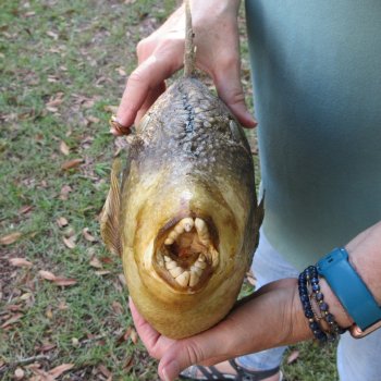 20 inch Dried Triggerfish Mount with Hanger 