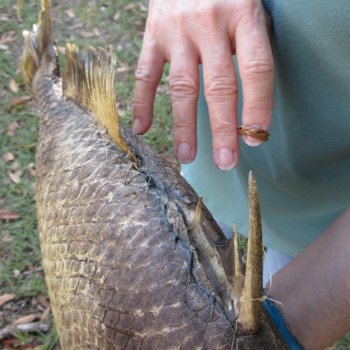 20 inch Dried Triggerfish Mount with Hanger 