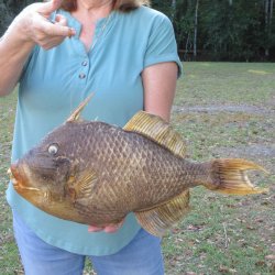 20 inch Dried Triggerfish Mount with Hanger 