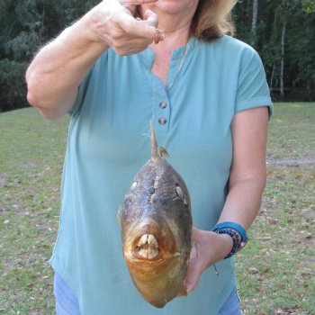 20 inch Dried Triggerfish Mount with Hanger 