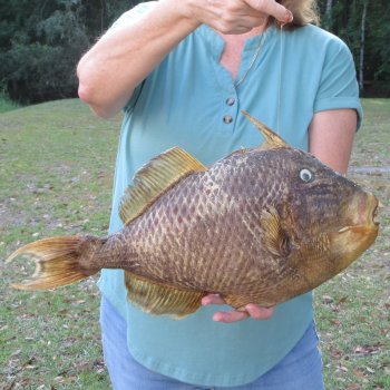 20 inch Dried Triggerfish Mount with Hanger 