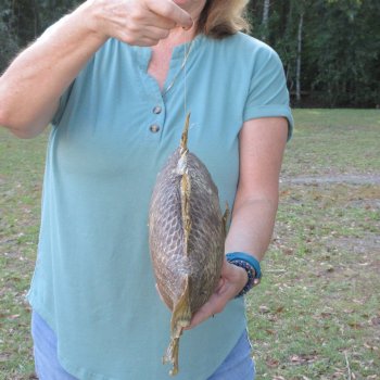 20 inch Dried Triggerfish Mount with Hanger 