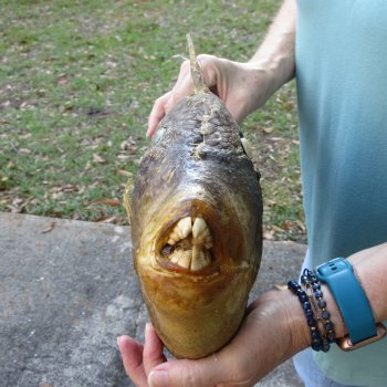 20 inch Dried Triggerfish Mount with Hanger 