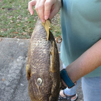 20 inch Dried Triggerfish Mount with Hanger 