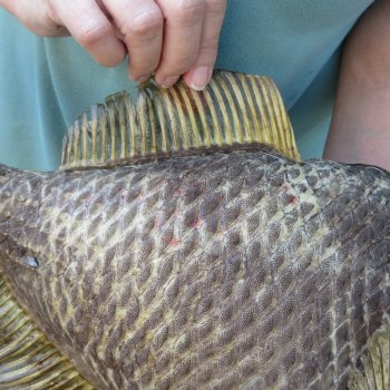 20 inch Dried Triggerfish Mount with Hanger 