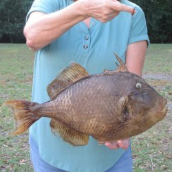 19 inch Dried Triggerfish Mount with Hanger 