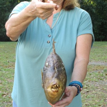 19 inch Dried Triggerfish Mount with Hanger 