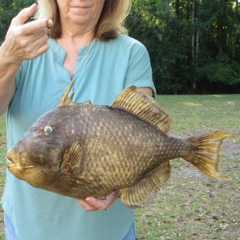 19 inch Dried Triggerfish Mount with Hanger 