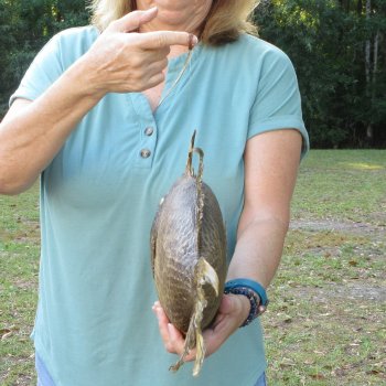 19 inch Dried Triggerfish Mount with Hanger 