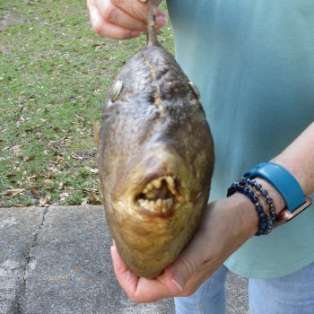 19 inch Dried Triggerfish Mount with Hanger 