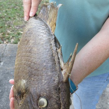 19 inch Dried Triggerfish Mount with Hanger 