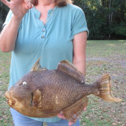 19 inch Dried Triggerfish Mount with Hanger 