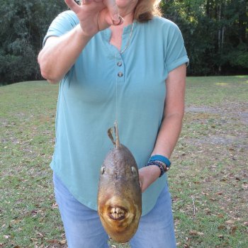 19 inch Dried Triggerfish Mount with Hanger 
