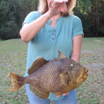 19 inch Dried Triggerfish Mount with Hanger 